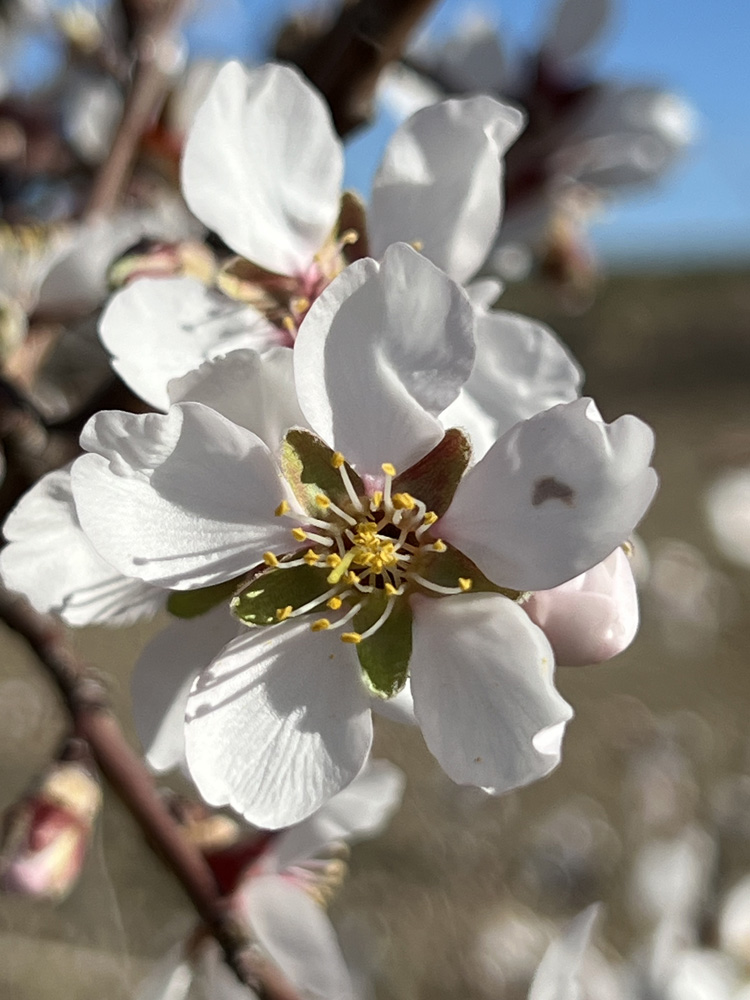 Amandelbloem Wit