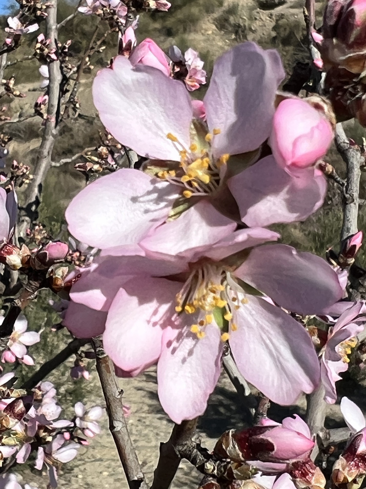 Amandelbloem Rose