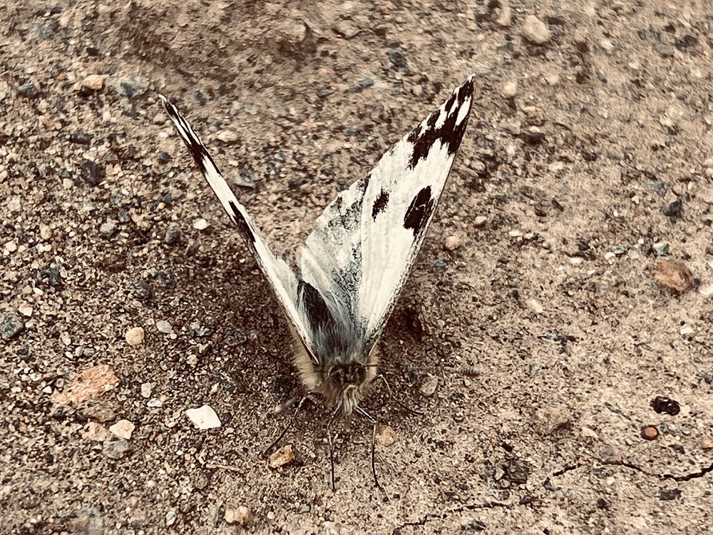 Vlinder