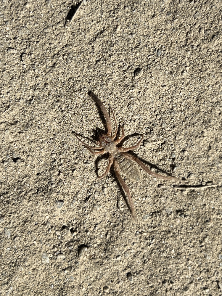 Iberische Kameelspin