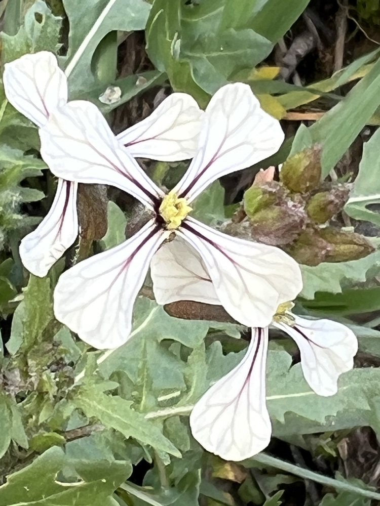 Rucolabloem
