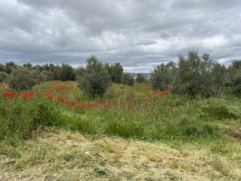 Bloementuin