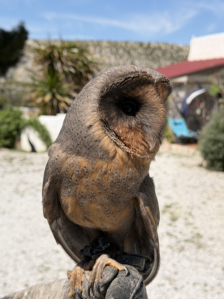 Tyto Alba