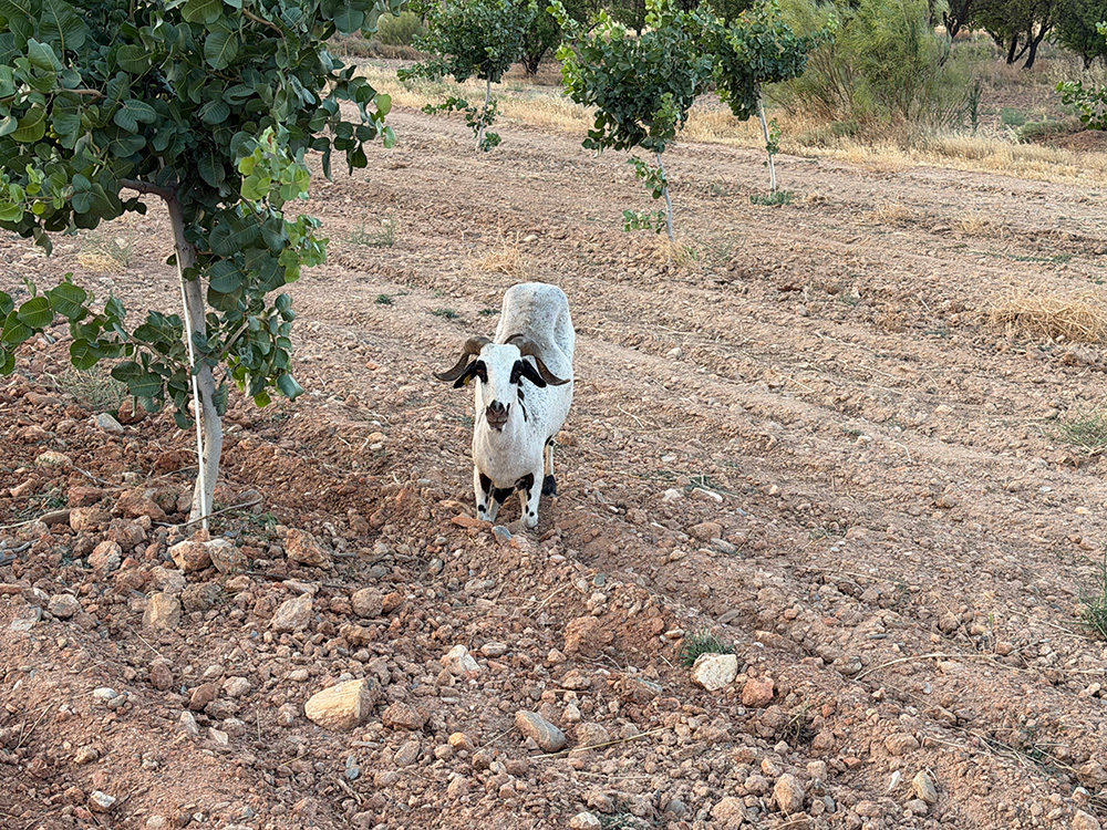 Montesina Ram